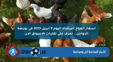أسعار الفراخ البيضاء اليوم 9 أبريل 2023 في بورصة الدواجن.. تعرف على تقلبات الأسواق الآن